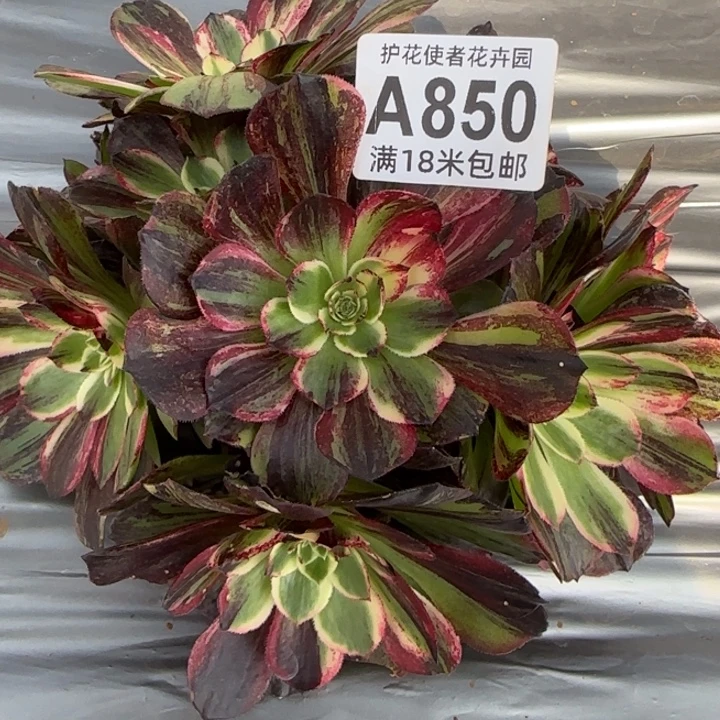 多肉法师淘宝福利