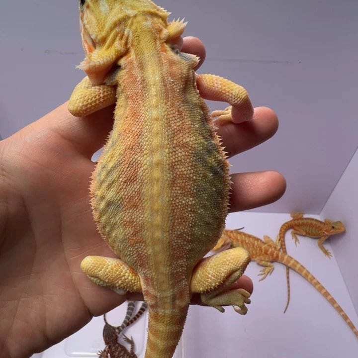 鬃狮蜥柑橘30公断左后腿