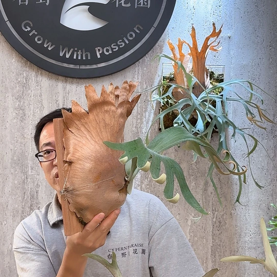 完全开放卷卷鹿角蕨