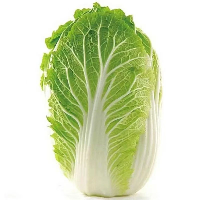新鲜大白菜黄心绿色蔬菜精品东北大白菜先摘现发包邮