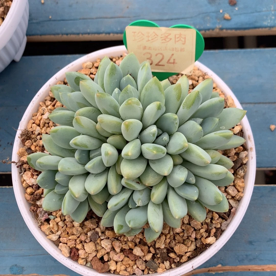 怡***)宽叶奶糖无砍平头324