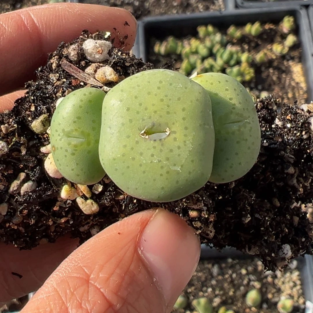 多肉植物11111111111111