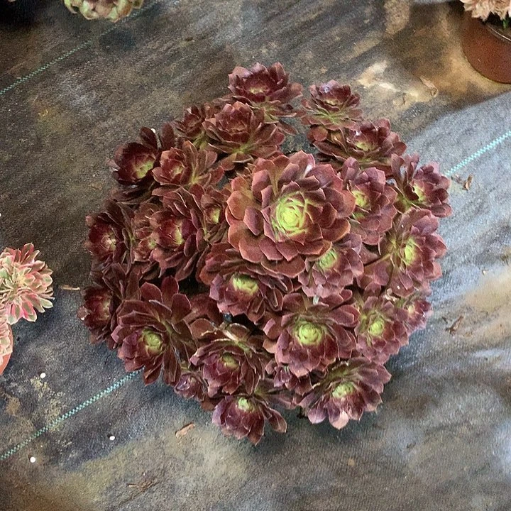 多肉多肉多肉赤焰莲60