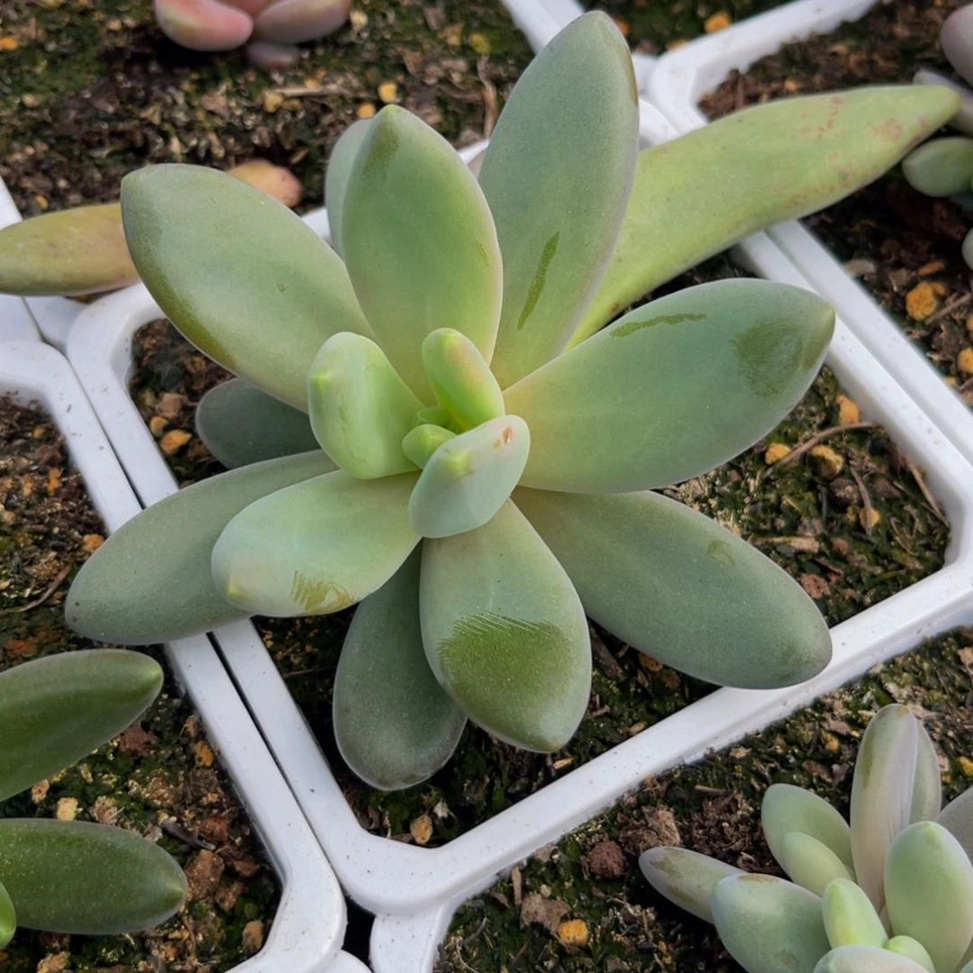 ****儿斯卓贝多肉植物发货