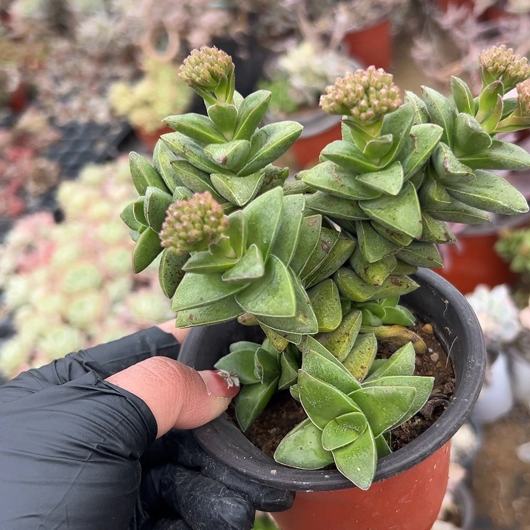 多肉植物神童开花