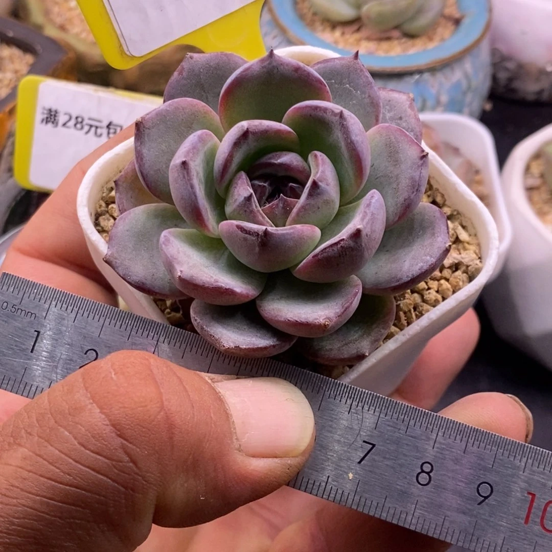8164黑橙子，正版多