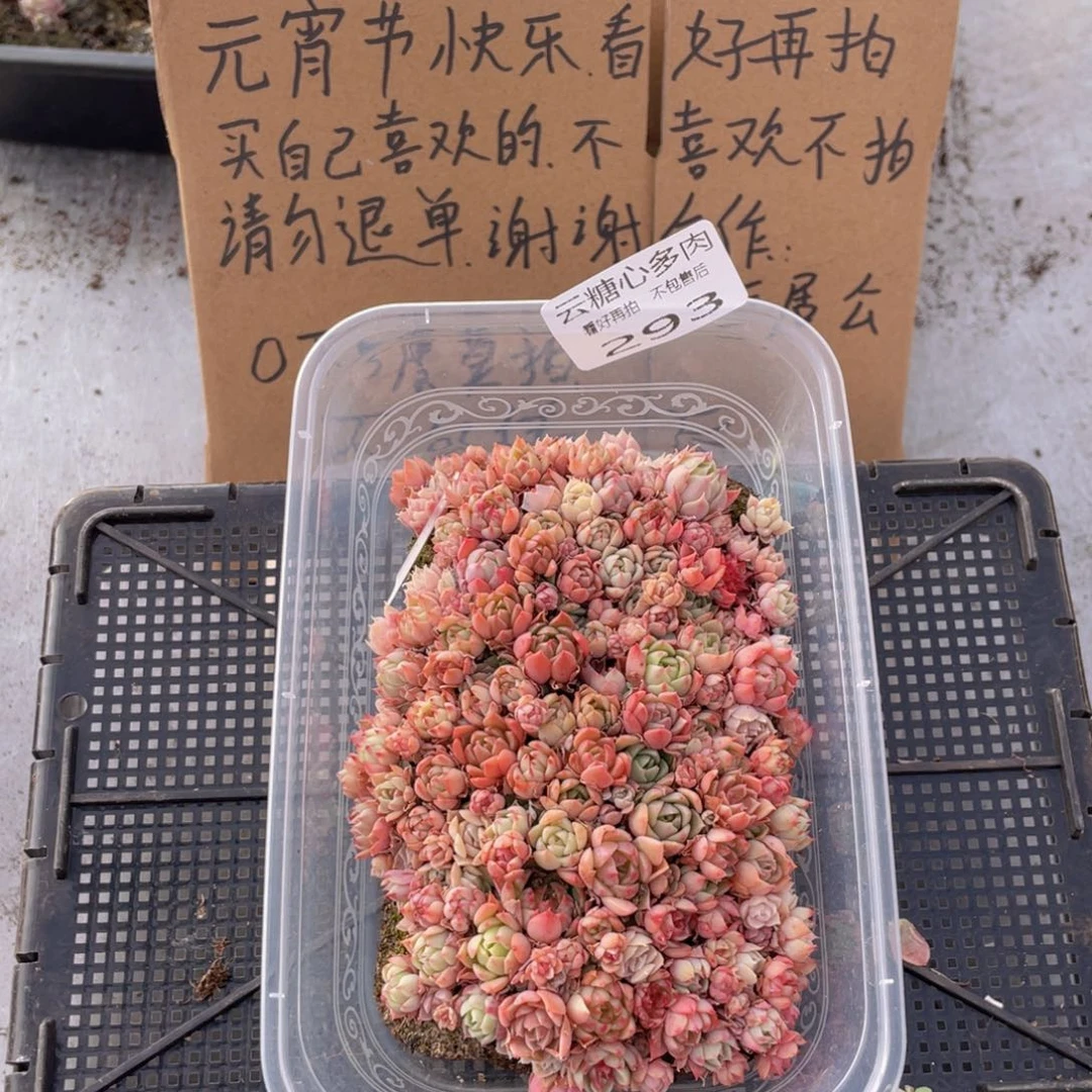 云糖心多肉植物293