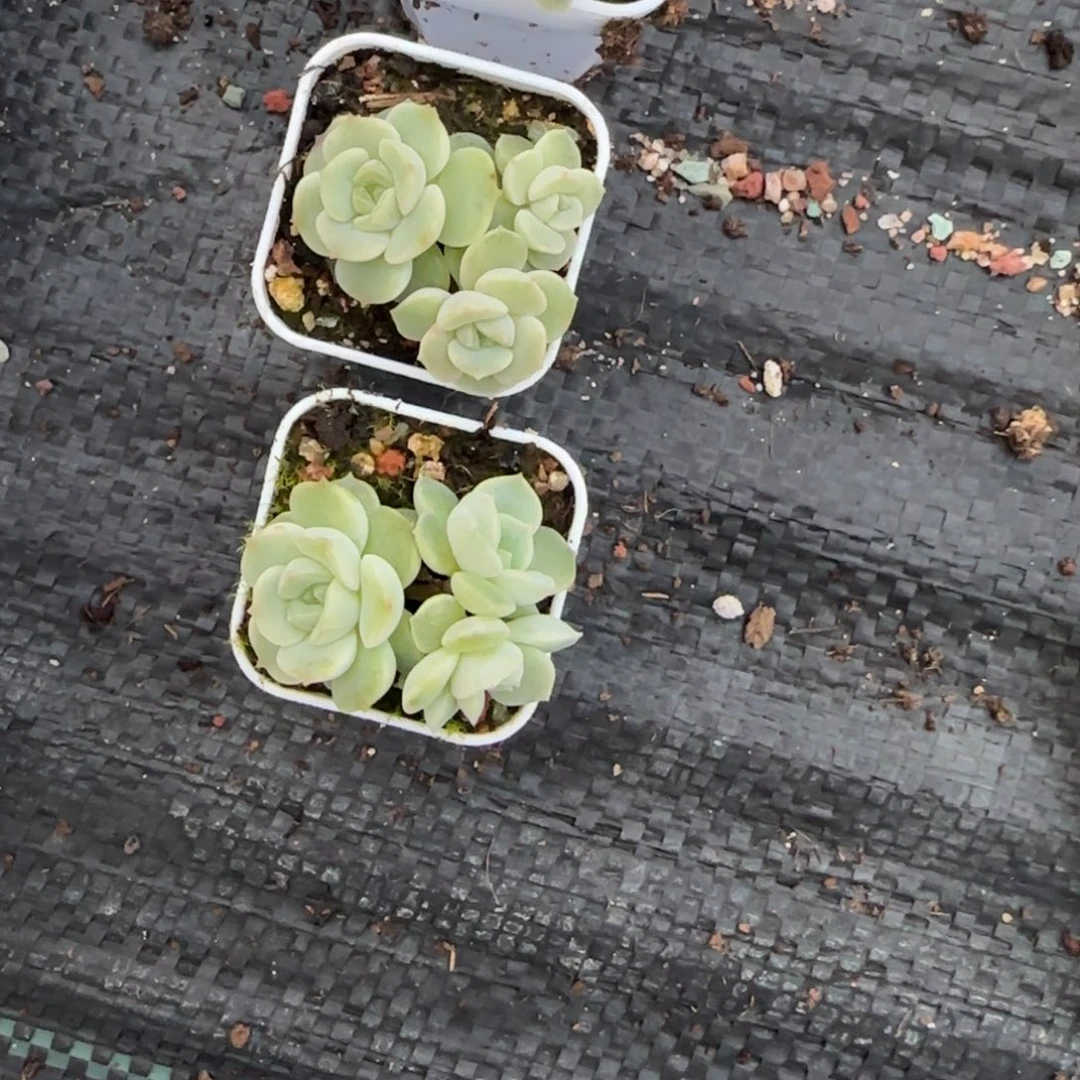 玉簪三头盆一个3床满25包邮