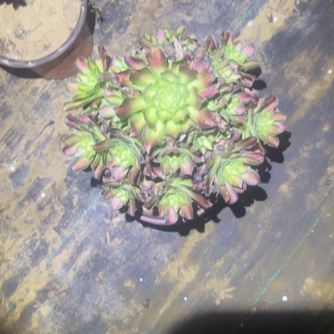 馨*韶华多肉一物一拍76