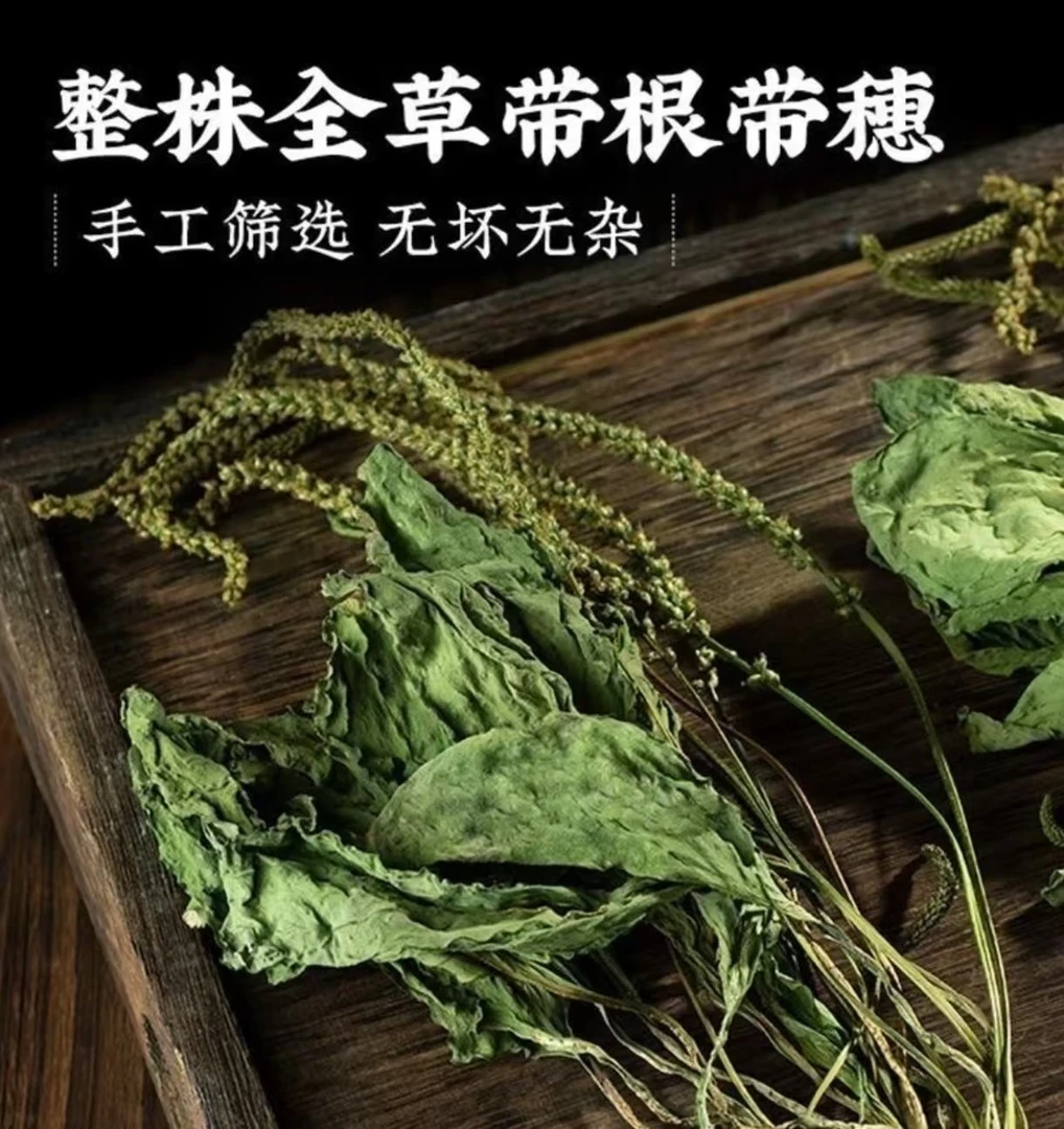 新货野生车前草整棵野生车前草整棵带穗中药材干货车钱草