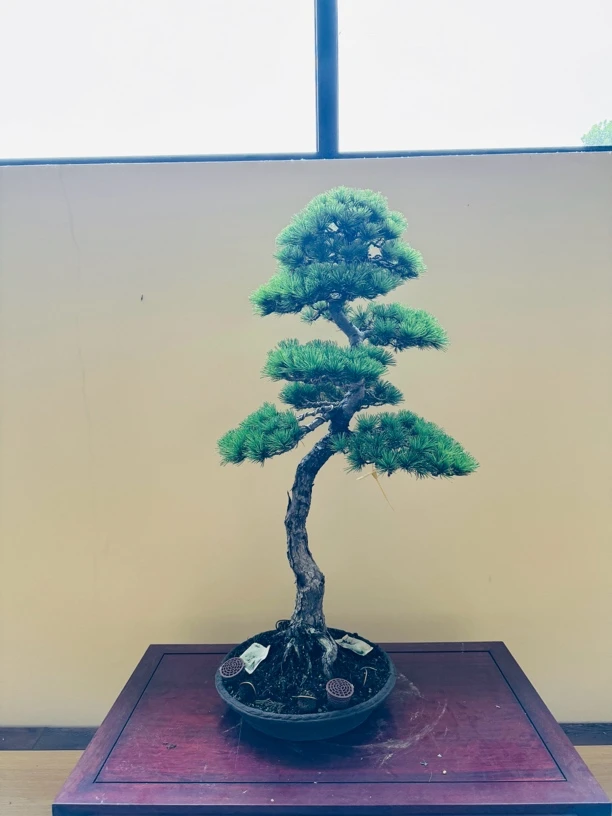 进口造型盆景 三河黑松 柏树 大阪松 高端盆景【一物一拍】