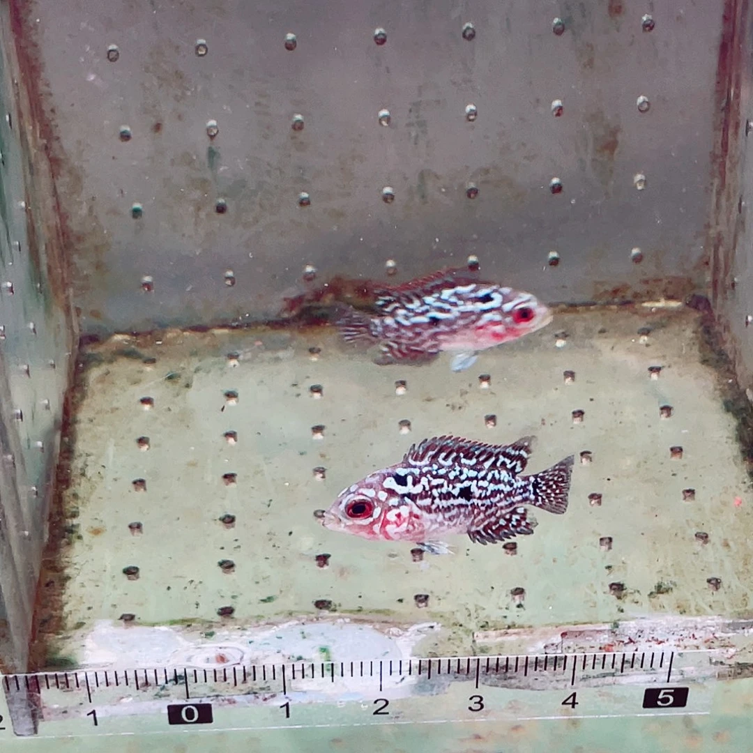 慕***爸罗汉鱼金花瓜子苗2条