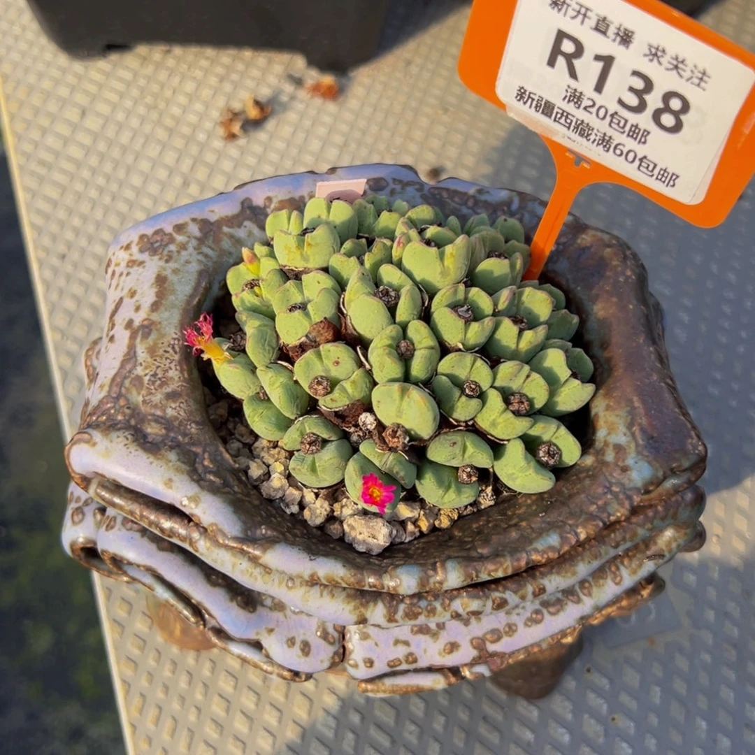 雨***兔138 一物一拍，默认有伤，介意勿拍，不退不换