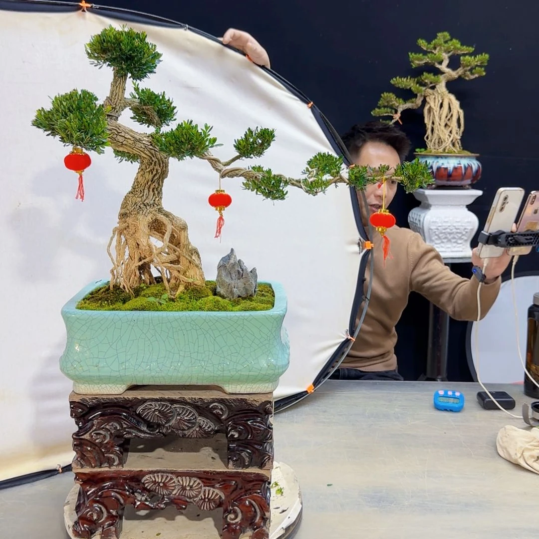 高端盆景艺术作品