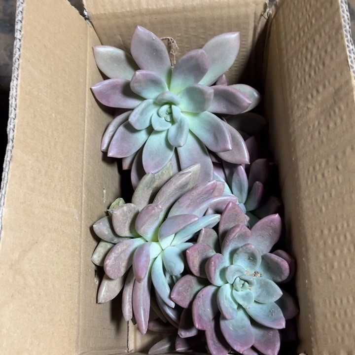 地栽瑕疵桃花源7棵装箱（不售后）