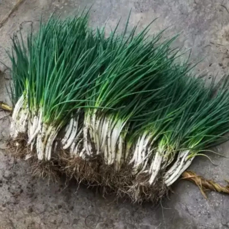 贵州高山农家新鲜小香葱分葱四季香葱