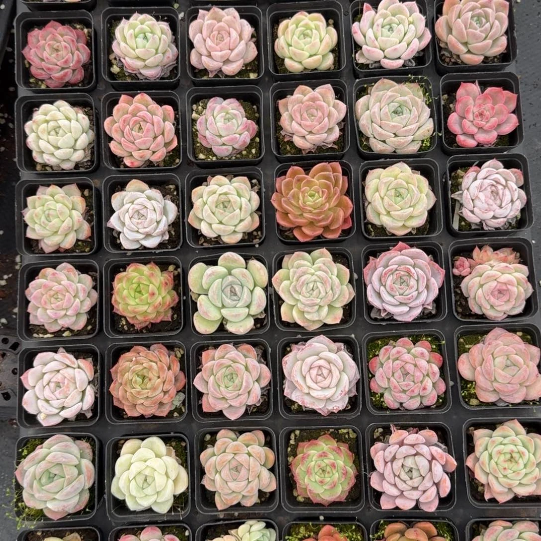 9-31糖心一盘量拍