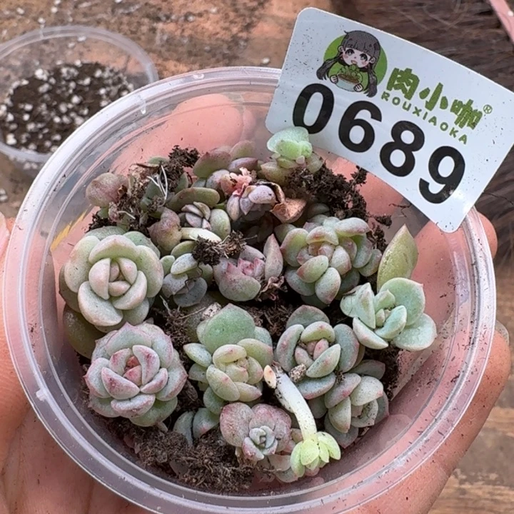 蜜**兔多肉植物多肉植物