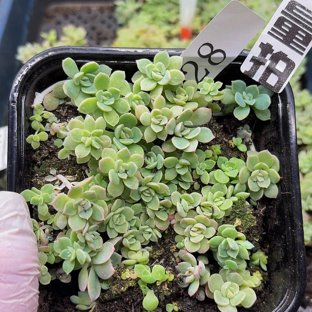 多肉植物多肉植物28量拍