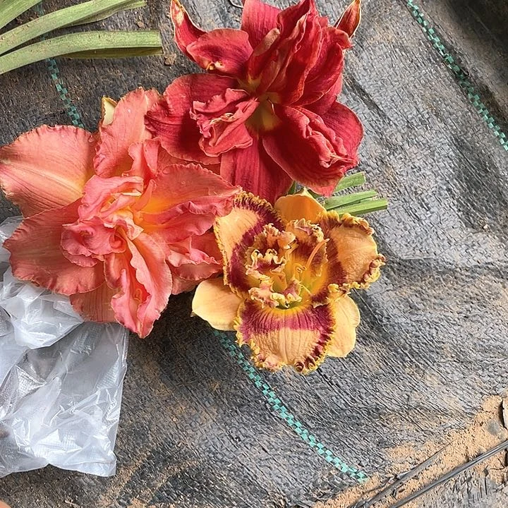 当前无花栽培后可以开花