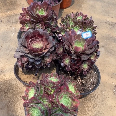 790多肉植物组合