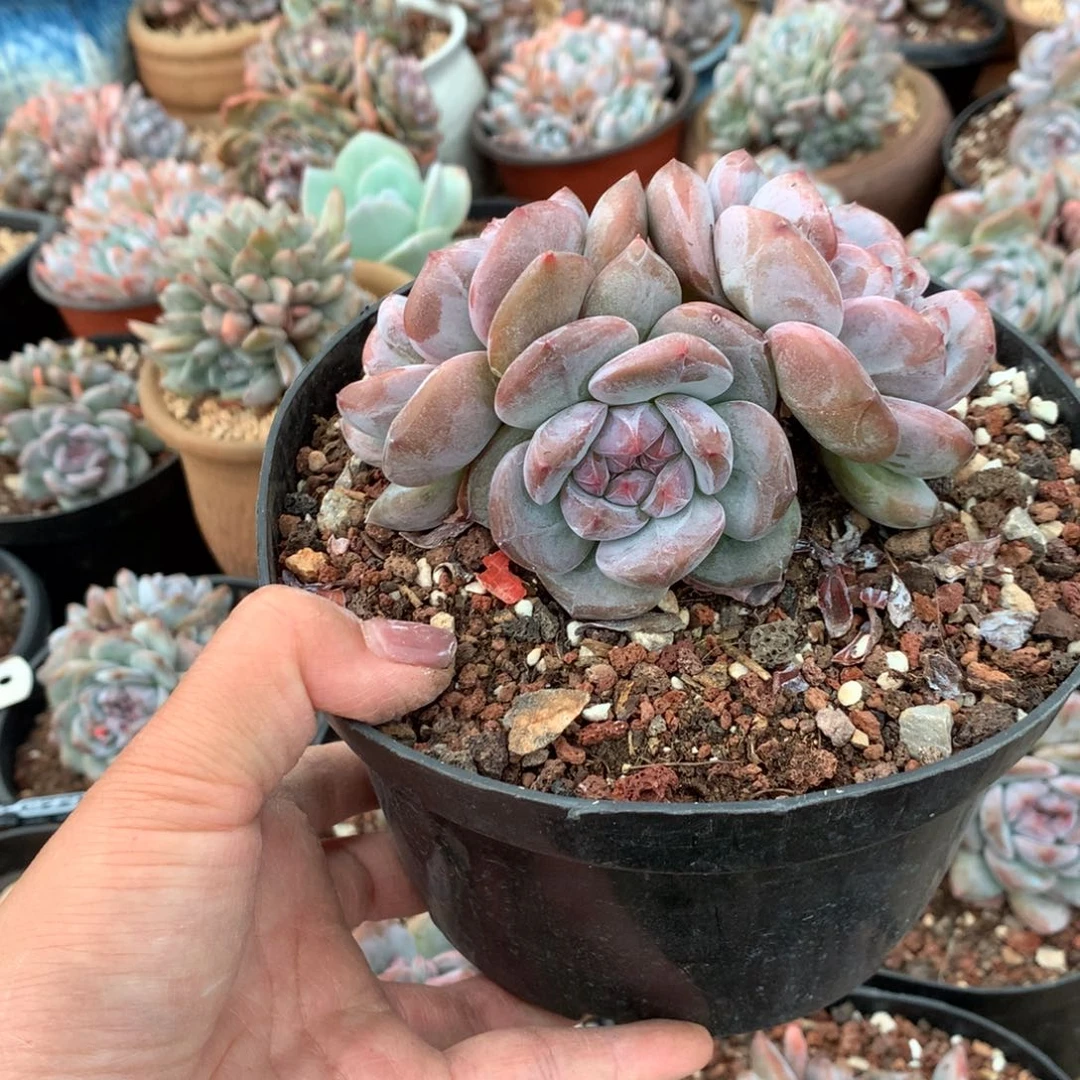 花花花花花花花花3