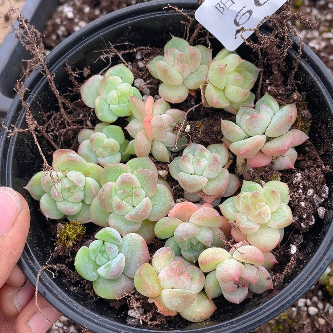 多肉植物多肉植物660
