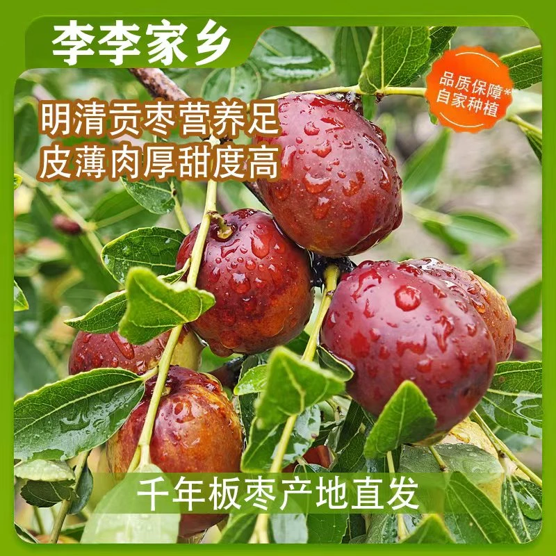 【稷山板枣】核心产地现摘现发可脆吃 蒸着吃坏果包赔皮包肉厚核小