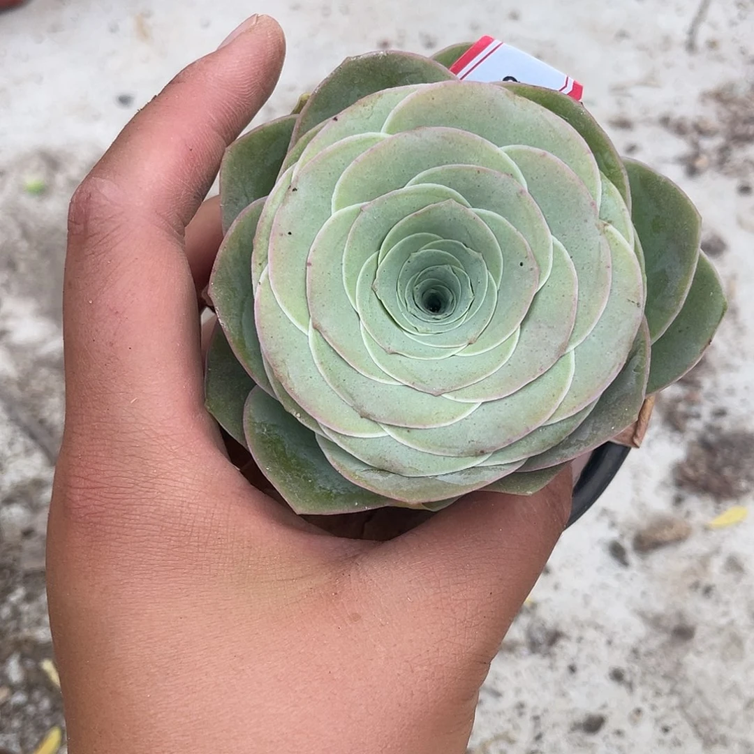 山地玫瑰女王单头 438