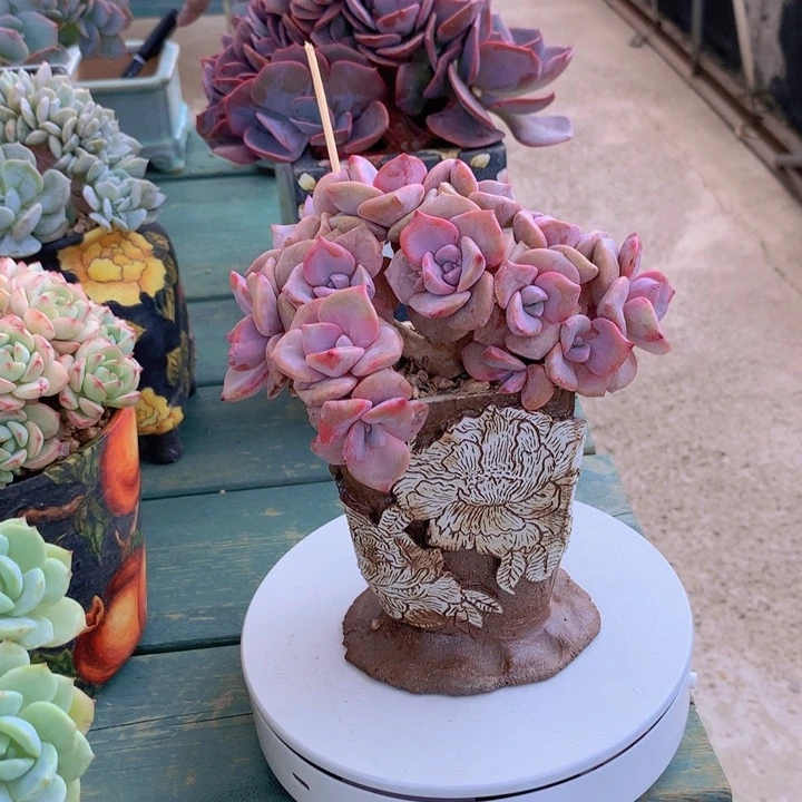 彩虹糖自然小树朵朵无砍