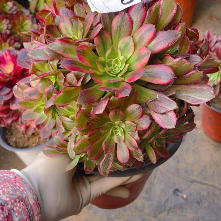 多肉安纳法师190