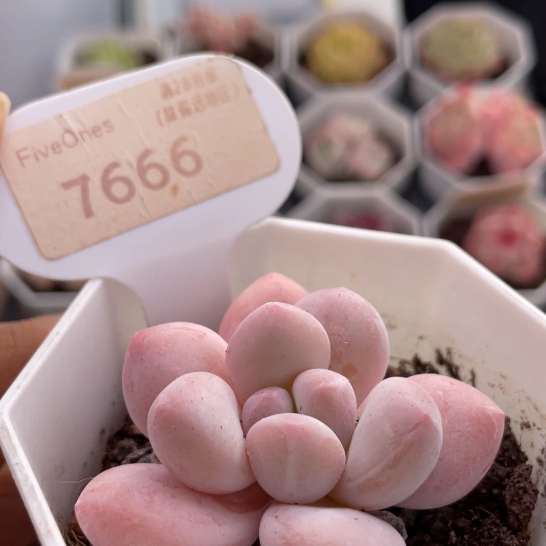 香水7666-5.0厘米