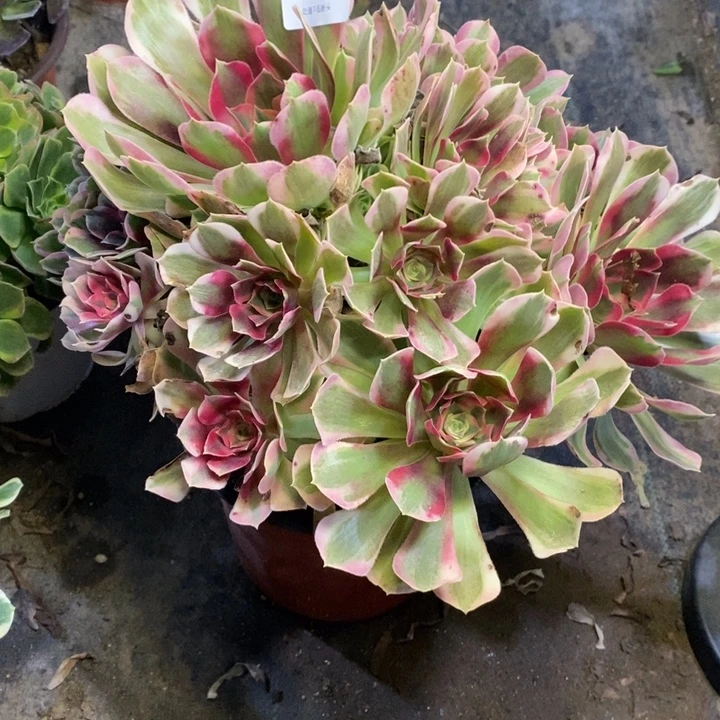 妖月多肉断头不包0080