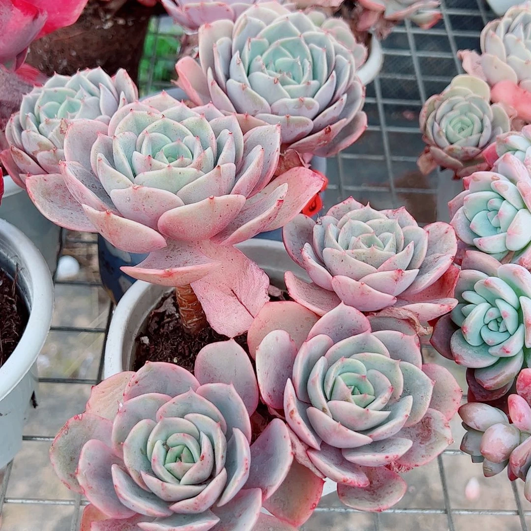 蓝色苍鹭多头群生老桩