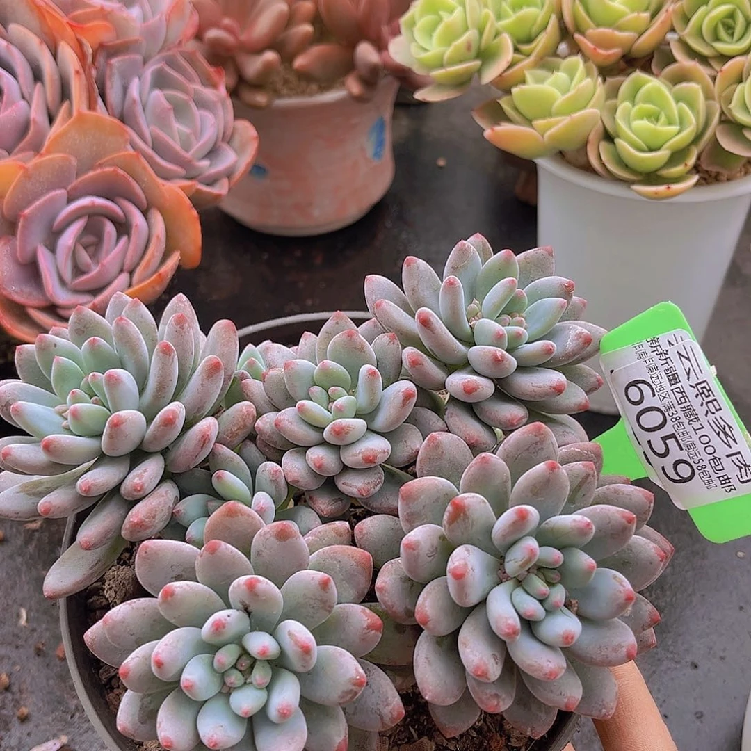 6059烟火美人多肉植物