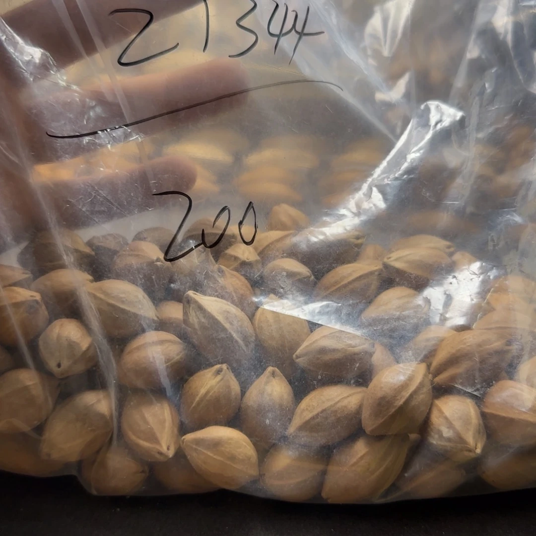 【闪购商品】橄榄核手串/手链2****3111111111