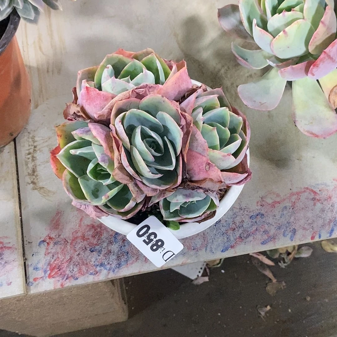 黑*珠850达芬奇多肉植物