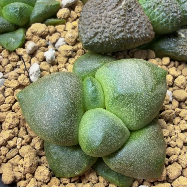 大型丸尤光面饱满连山