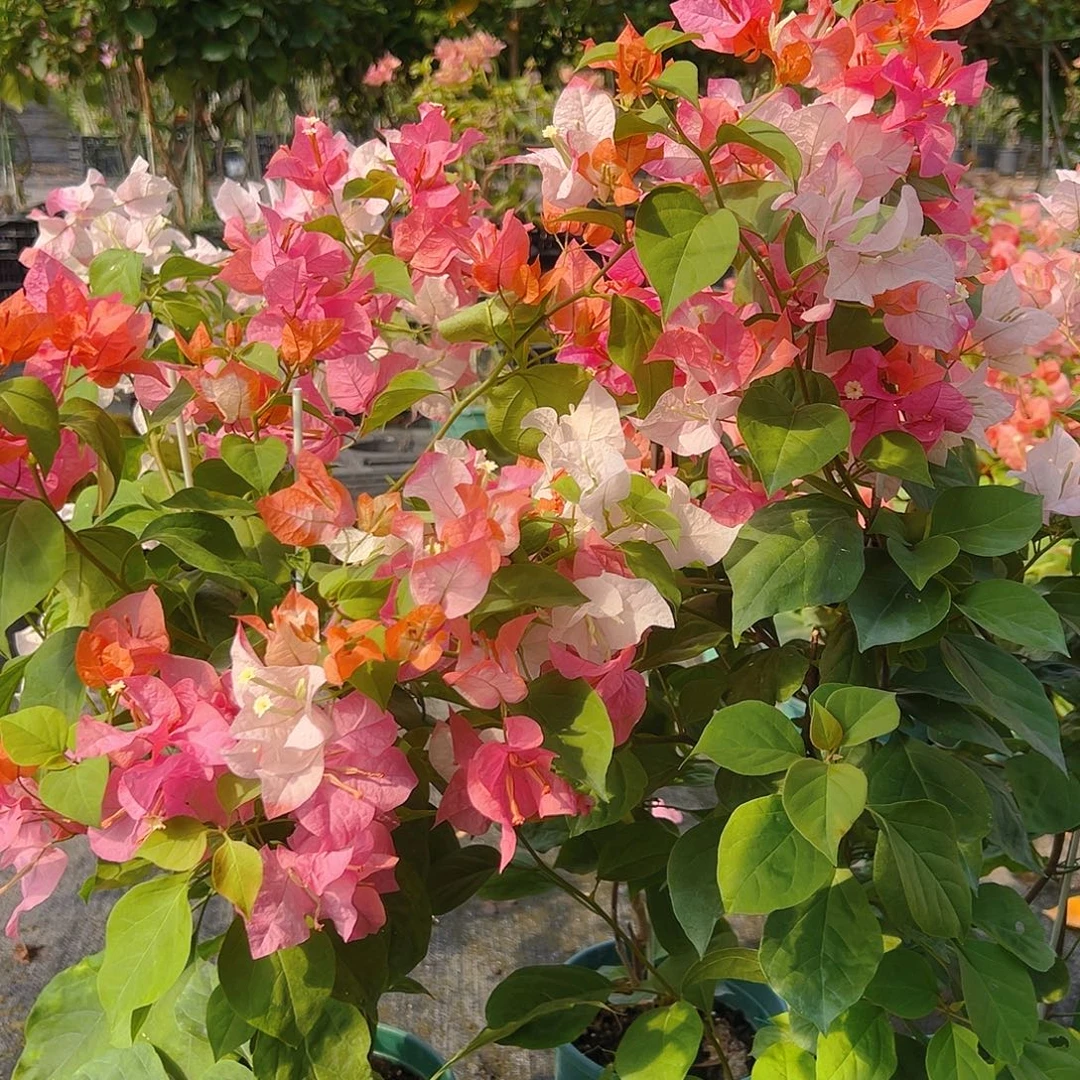 当前无花栽培后可以开花橙口红带竹一棵