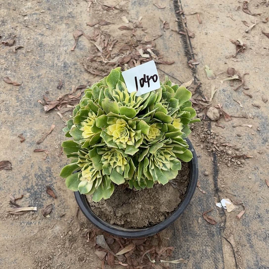 1040辛尼亚法师植物量拍