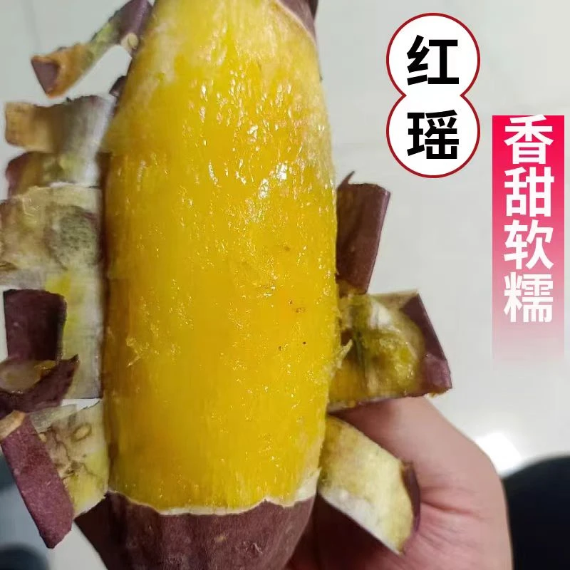 内蒙古巴盟圐圙补隆红瑶蜜薯5斤装一份