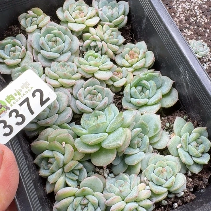 蜜***兔多肉植物多肉植物