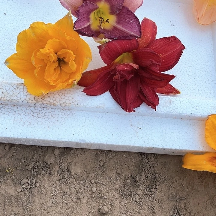 当前无花栽培后可以开花