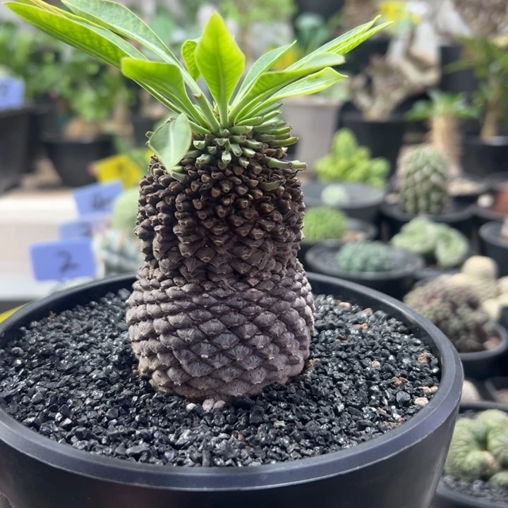 葫芦铁甲丸带盆111111111