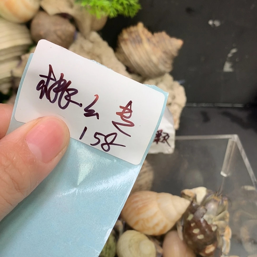 逃之夭夭专拍奔跑