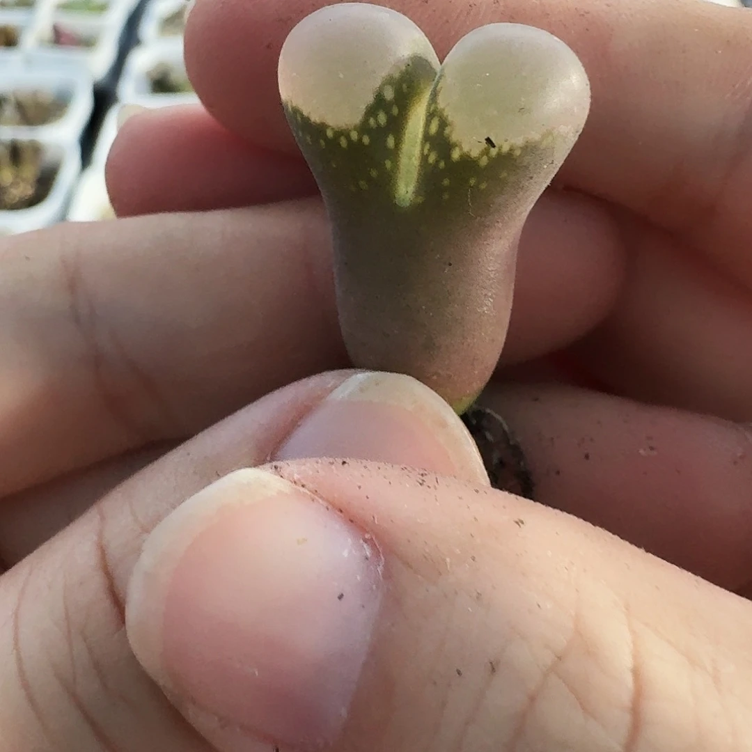 阳***肉多肉植物福利风铃365