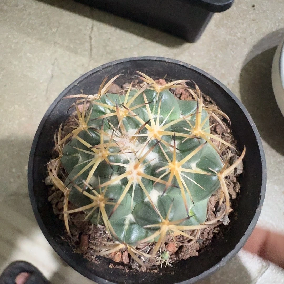 实生天丝雪顶象牙