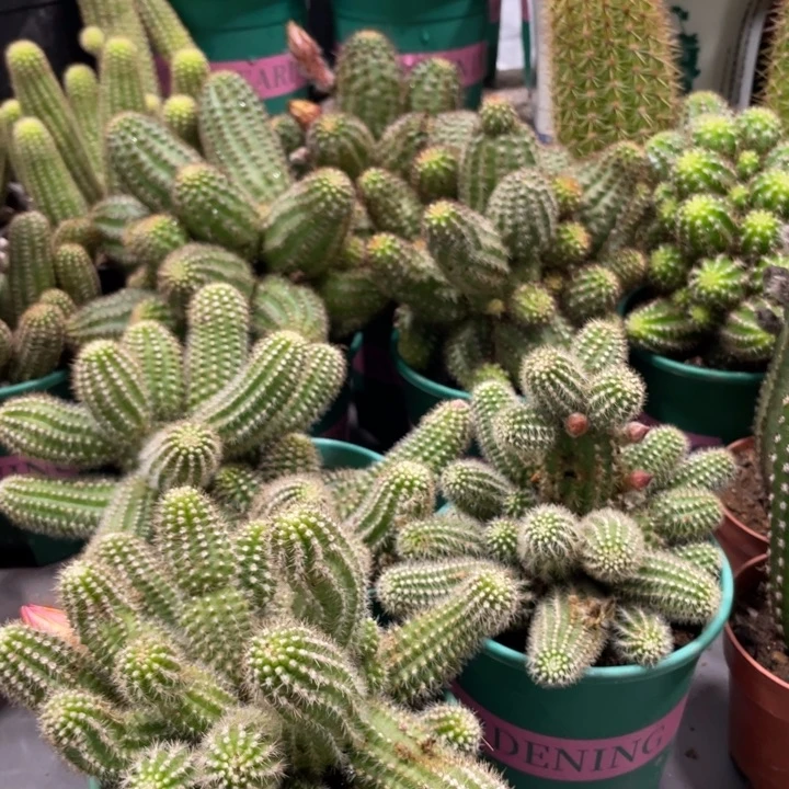 群生多头白檀吕根岛火焰一杯