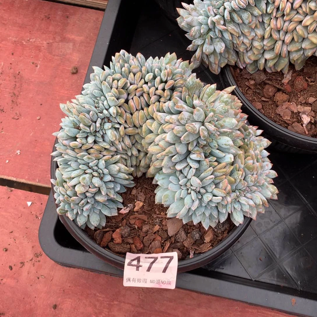 477橙子缀化多肉植物