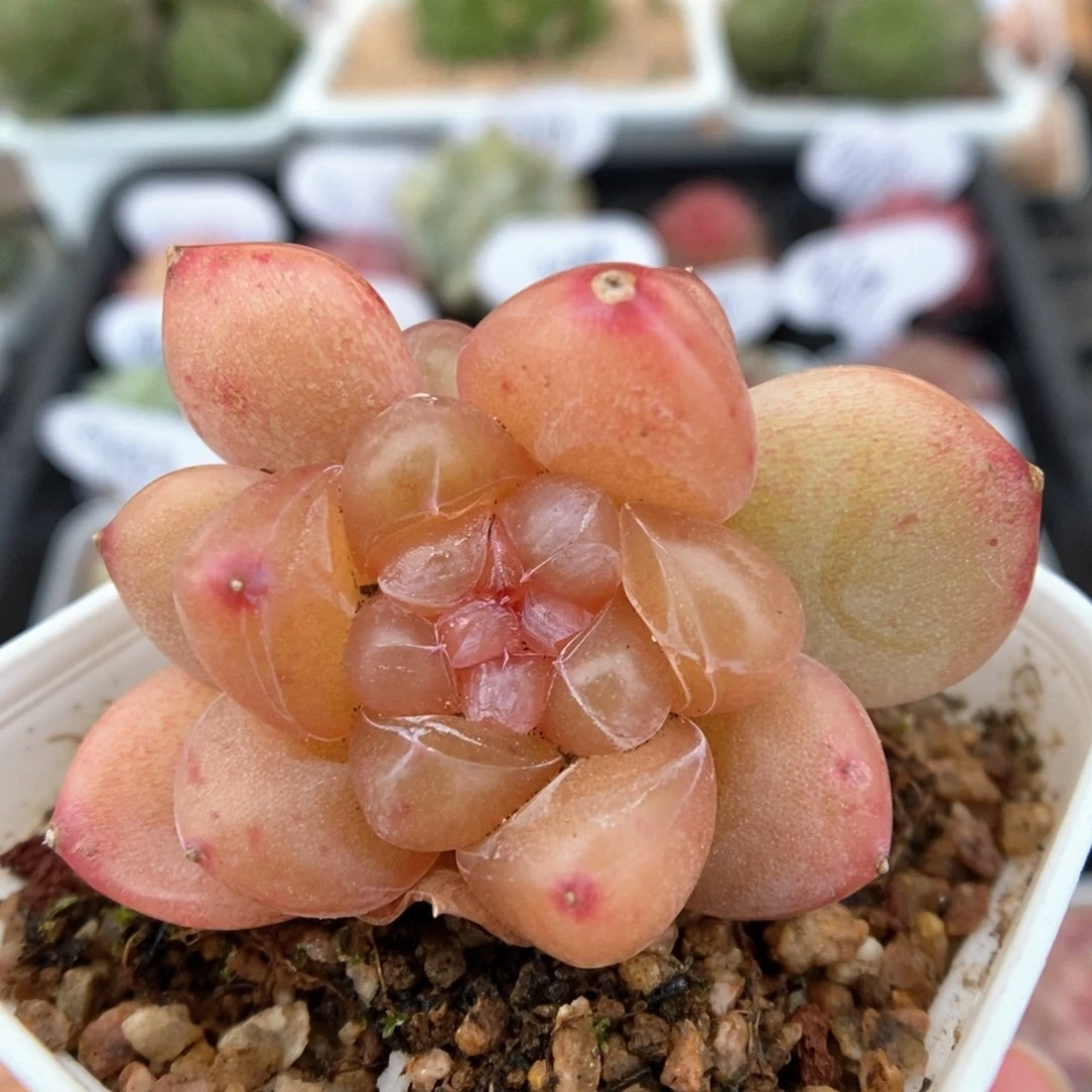 冰淇凌可拍双头942号